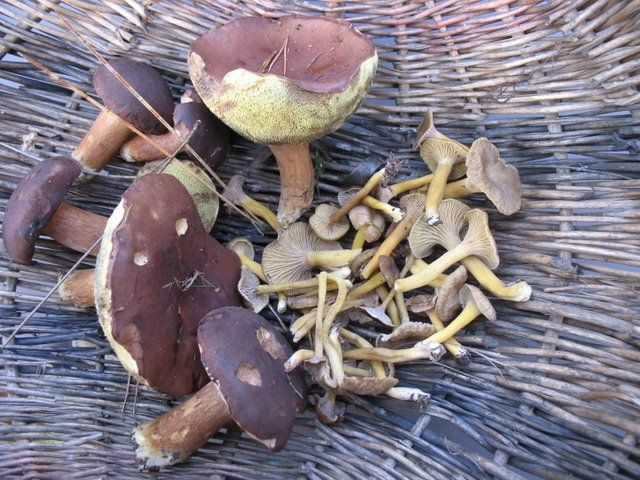 2007 11 Myco poteau des Quenouilles 09